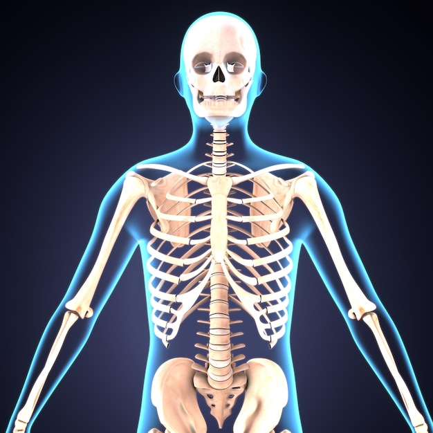 Photo a skeleton with a blue body that says skeleton