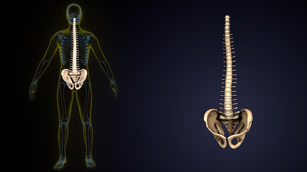 Photo a skeleton with a lower back and lower back