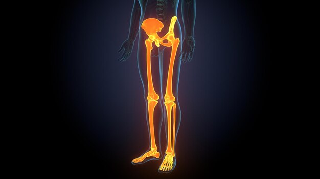 Photo a skeleton with a lower leg and knee pain