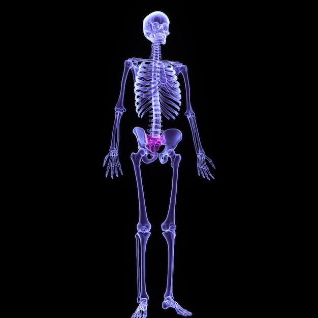 a skeleton with a pink stomach and a purple bottom