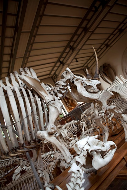 Photo skeletons of prehistoric animals