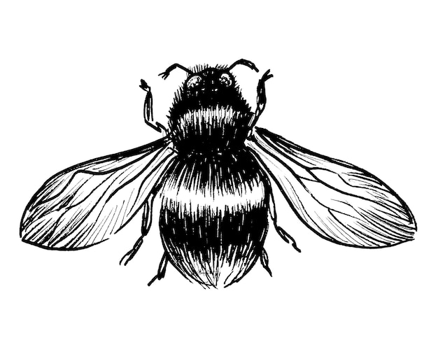 Sketch of a bee on a white background.