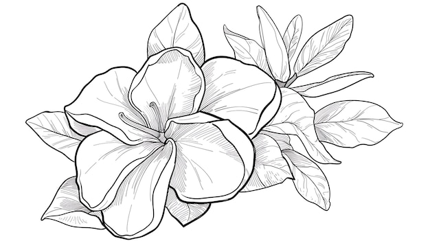 花の絵を描いた花のスケッチ