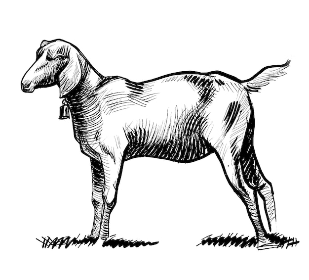 A sketch of a goat with a bell on its neck.