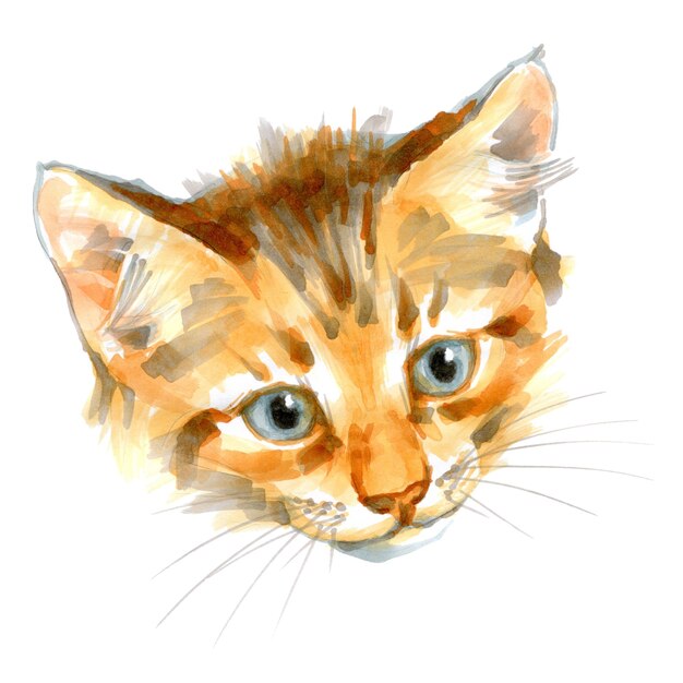 sketch markers illustration of cat Portrait of cute kitty