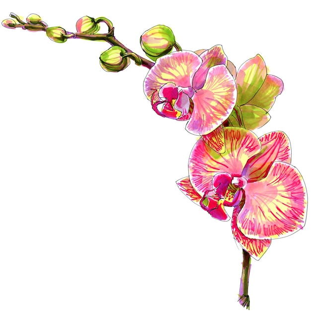 Sketch markers orchid phalaenopsis flower illustration isolated on white background