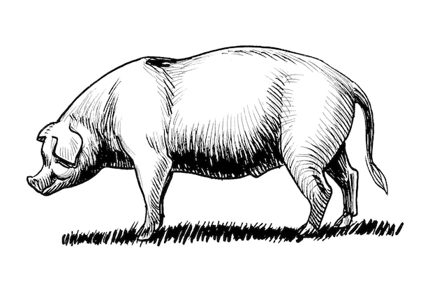 A sketch of a pig with a black outline.