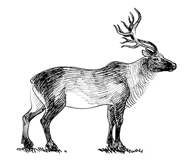 A sketch of a reindeer with horns and horns