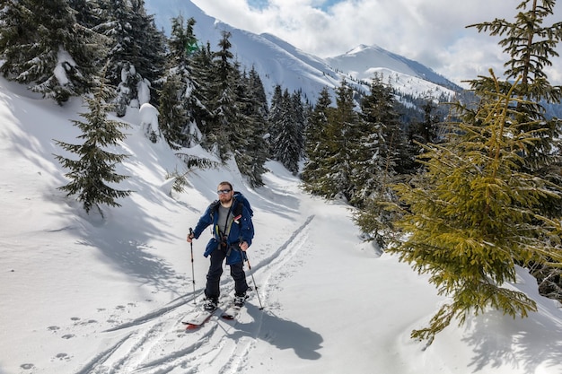 Marmarosy Mountains의 길에서 눈 덮인 가문비나무와 전나무 사이에 스플릿보드를 타고 있는 스키 관광객