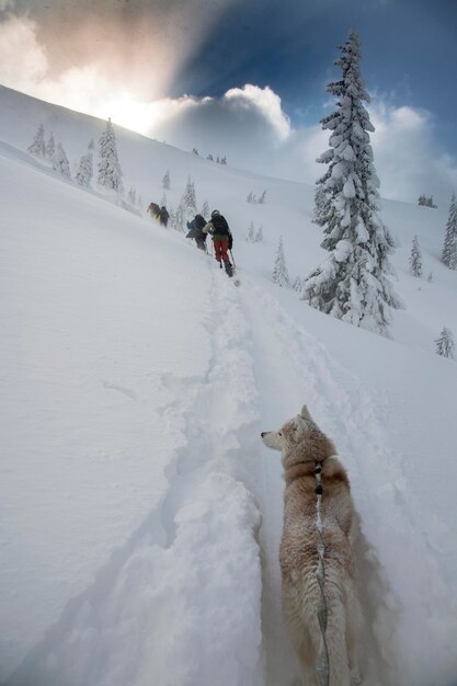 バックカントリー地形アドレナリン屋外冬の冒険に雪を頂いた山の頂上にシベリアン ハスキー犬スキー旅行でスキー観光客