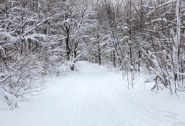 美しい冬の雪に覆われた森のスキーコース