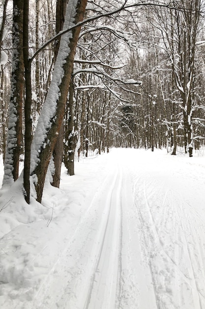 겨울 숲에서 눈 덮인 도로에 스키 트랙