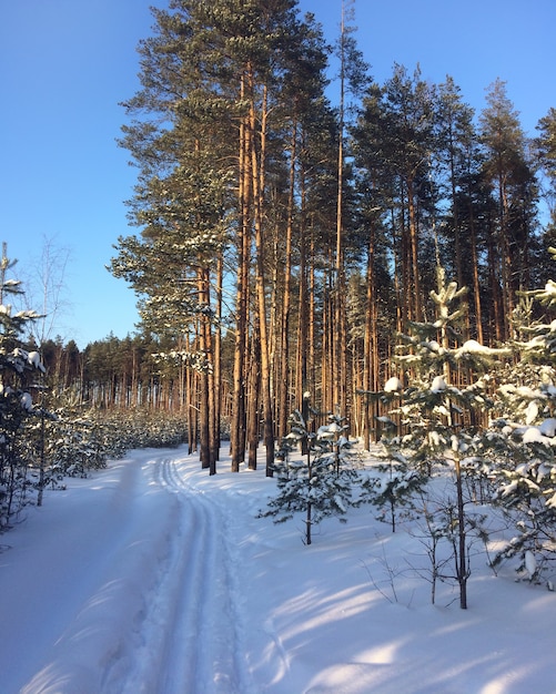 Ski track in winter forest among the pines. 