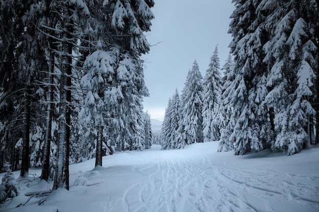 ski tracks on snow field amidst trees