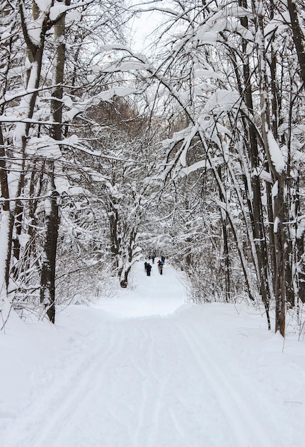 Ski wandelpaden in het winter besneeuwde bos