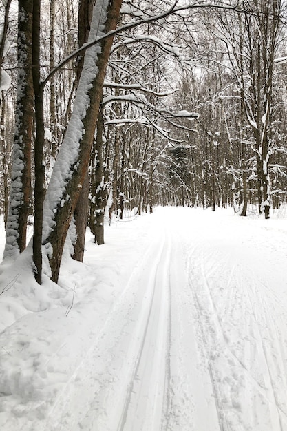 Skibaan op besneeuwde weg in het winterbos