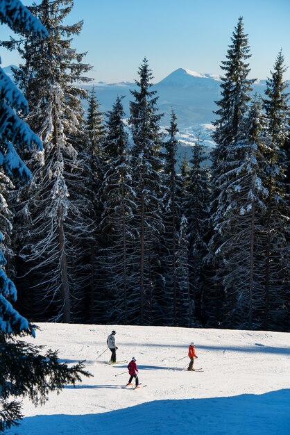 skiers go down ski resort route among mighty forest