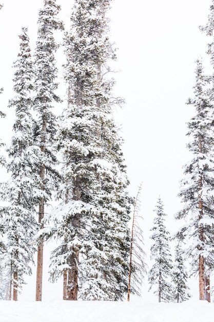 Skigebied aan het eind van het seizoen na de sneeuwstorm in Colorado.