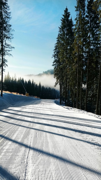 Photo skiing slope in carpathian mountains. winter nature landscape with trees in sunny day.