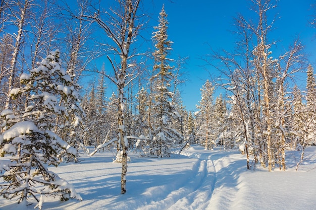 Skiing trail in beautiful winter forest landscape big trees covered snow and sunny weather ski resort Finland Lapland