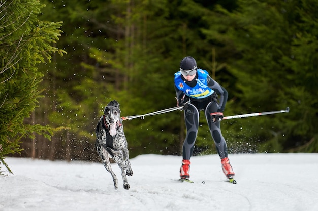 Skijoring dog racing in winter