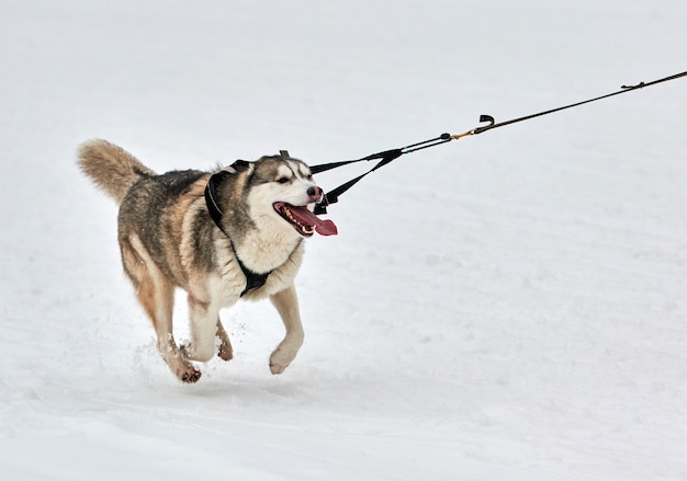 겨울에 경주하는 Skijoring 개