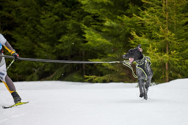 Skijoring hondenraces in de winter