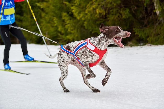 Skijoring hondenraces. Winter hondensportcompetitie