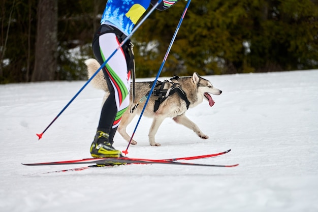 Skijoring hondenraces. Winterhondensportcompetitie