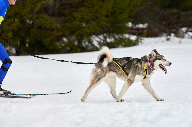 Skijoring hondenraces