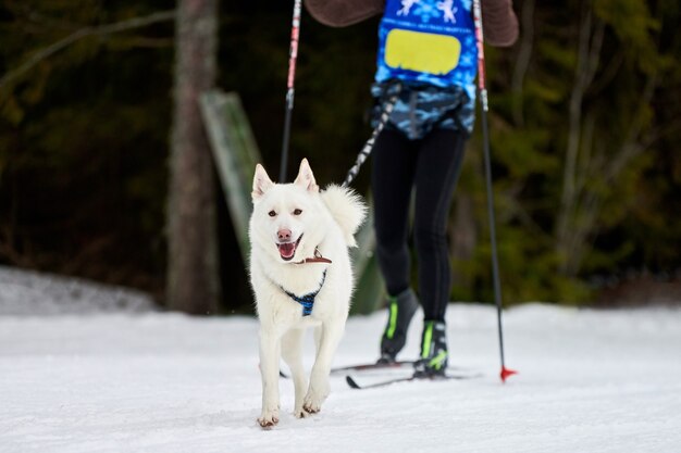 Skijoring hondenraces