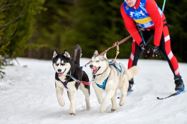 Skijoring hondenrennen met persoon