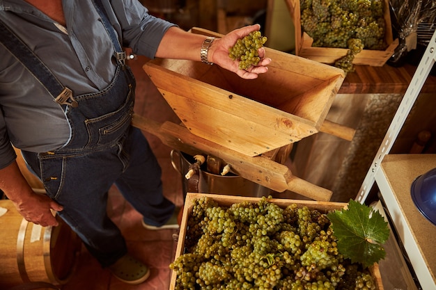 a skilled winery worker holding grape cluster before putting it in the crusher at the winery