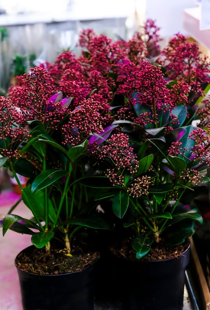 Photo skimmia japonica pabella for sale in the store. choosing plants house