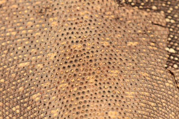 Skin of Bengal Monitor Lizard