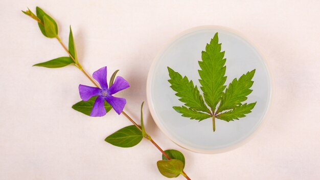 사진 마리화나, 뷰티 스킨 케어 화장품. 대마초 잎과 흰색 배경에 야생화의 장식으로 바디 스크럽을 정화