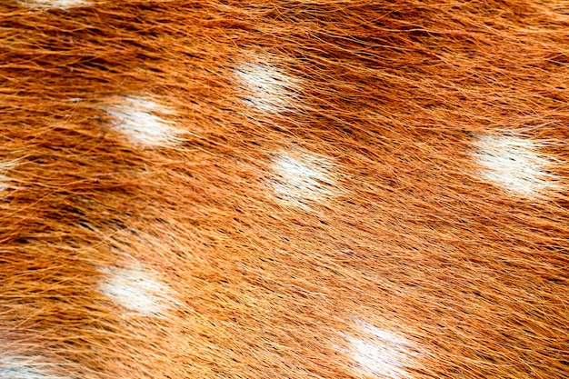 Skin and fur of deer