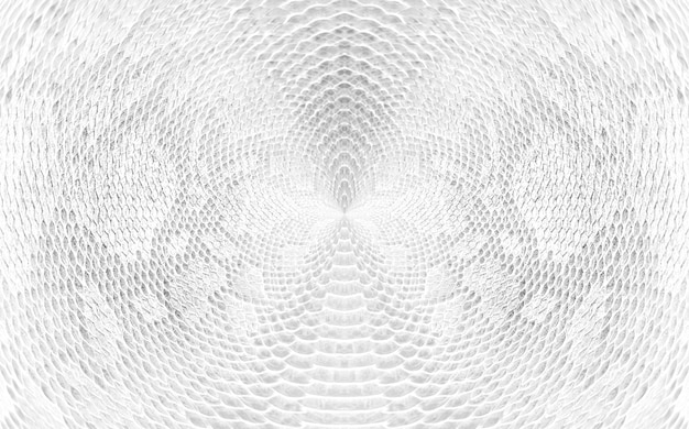 Skin snake background white snake skin texture closeup