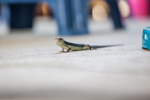 An skink lizard