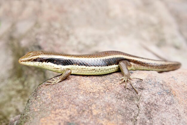 Skink perched on a rock in the garden