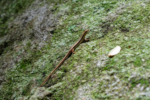 Skink scincoid hagedis staande op korstmos steen