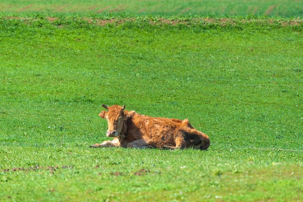 Skinny cow resting on a green meadow