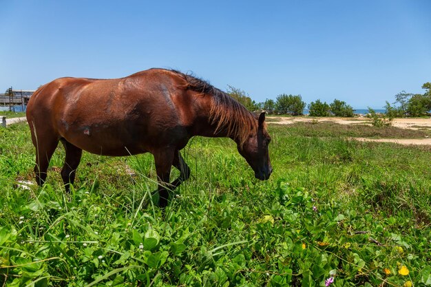 Skinny wild Horse during a sunny day