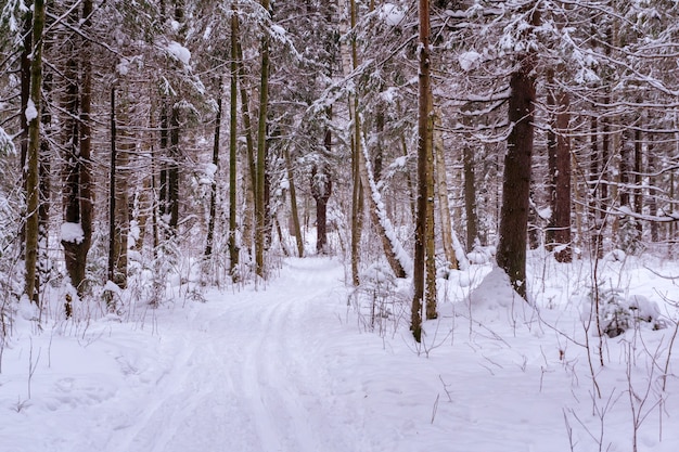 Skipiste in besneeuwd winterbos