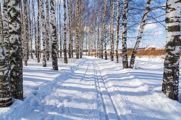 Skirondes in een winterberkbos Langlaufloipes