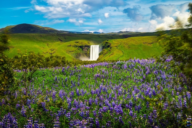 Skogafoss waterfall in southern iceland with blooming flowers in the foreground