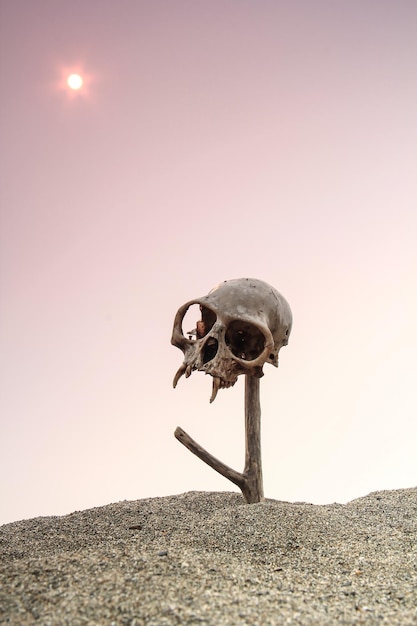 Skull Of Ape on desert