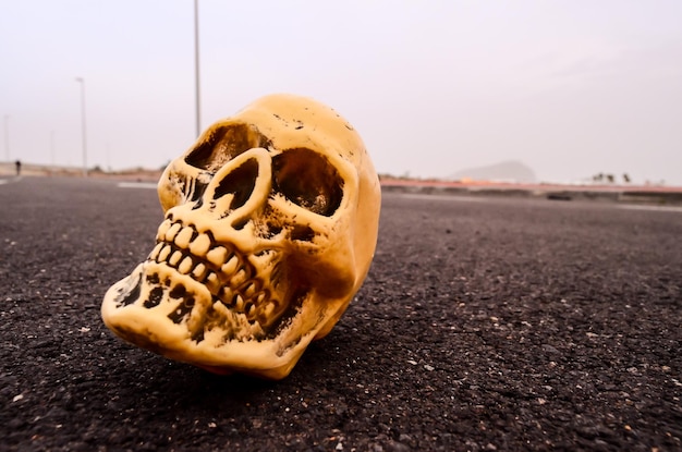 Skull on the Asphalt Street