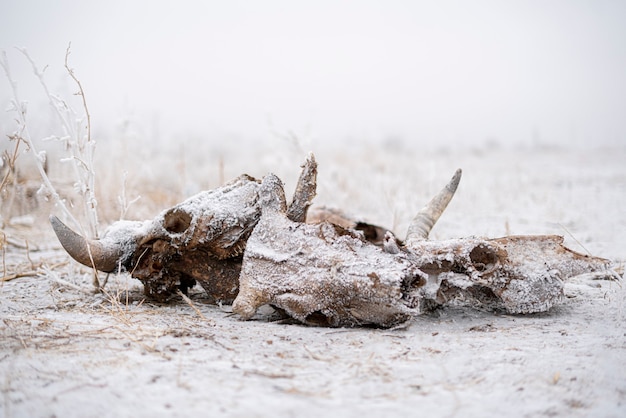 A skull and bones of the dead cow and bull animal abstract scary fear and horror concept winter season