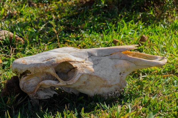 Photo skull of a bovine animal in the field on top of the grass on a sunny day with the blue sky